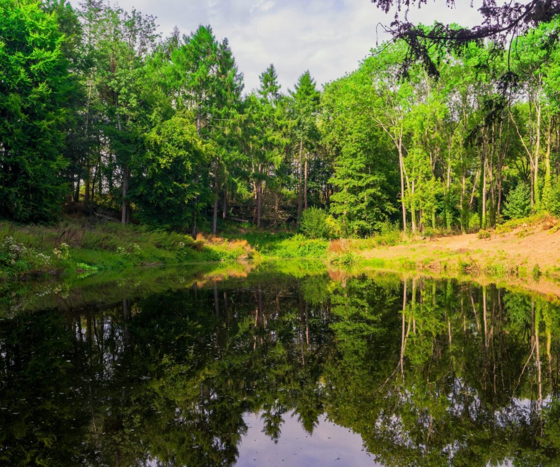 Swimming Ponds Myths Debunked: 5 Facts Homeowners Should Know 1 5 Common Swimming Pond Myths Debunked