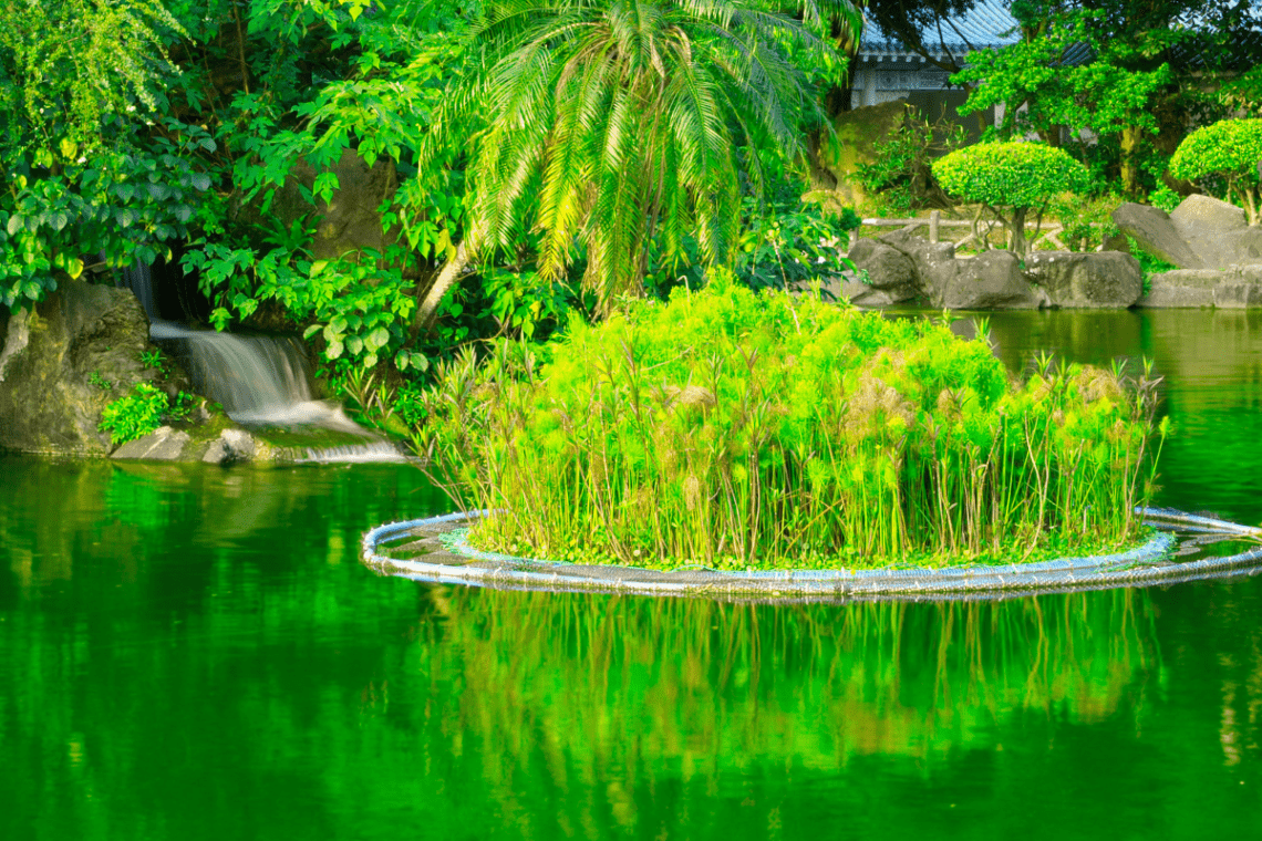 How to Oxygenate a Pond Without a Pump: Can It Really Be Done? 2 Ways to Support Your Pump and Boost Oxygen Naturally