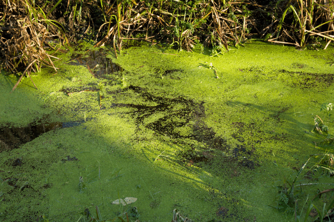 Algae Overgrowth