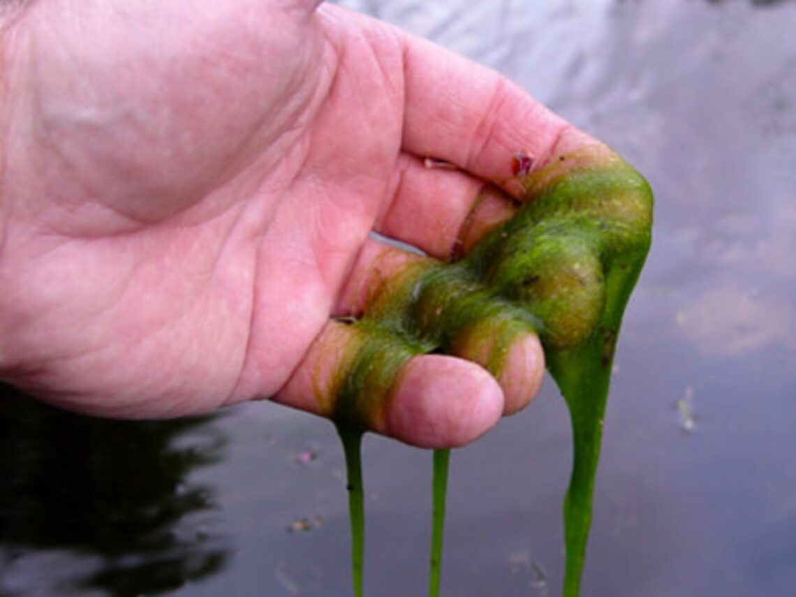 How To Solve Your Blanket Weed Problem