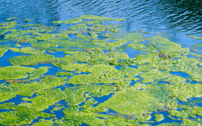 Blue Green Algae