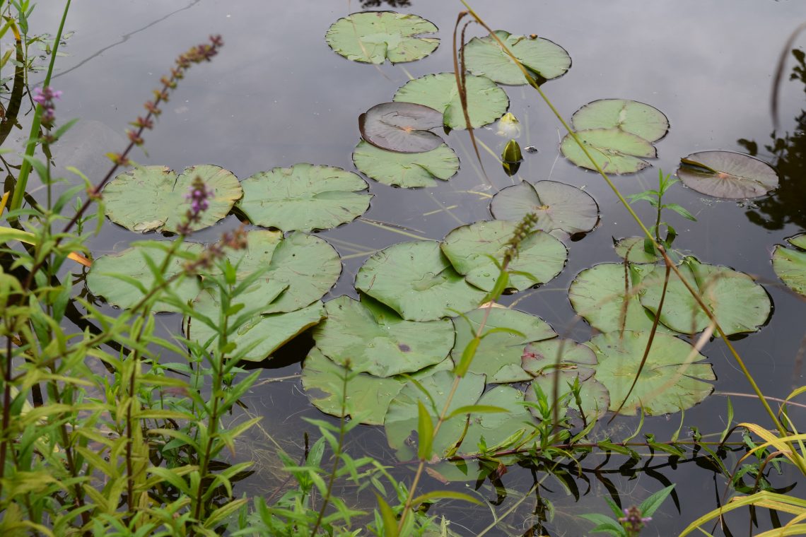 Pond Plants