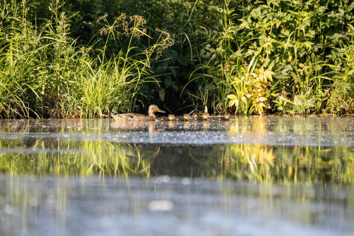 Ducks In Wildlife Pond