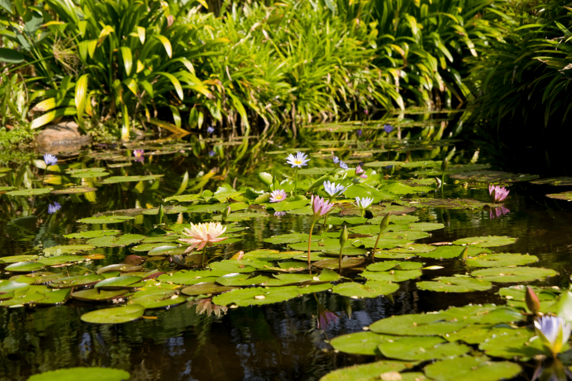 How Deep Should a Wildlife Pond Be