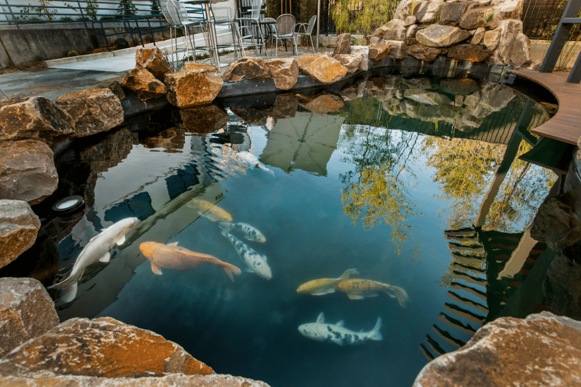 Swimming Ponds Myths Debunked: 5 Facts Homeowners Should Know 4 Fish, Koi, and Plant Compatibility