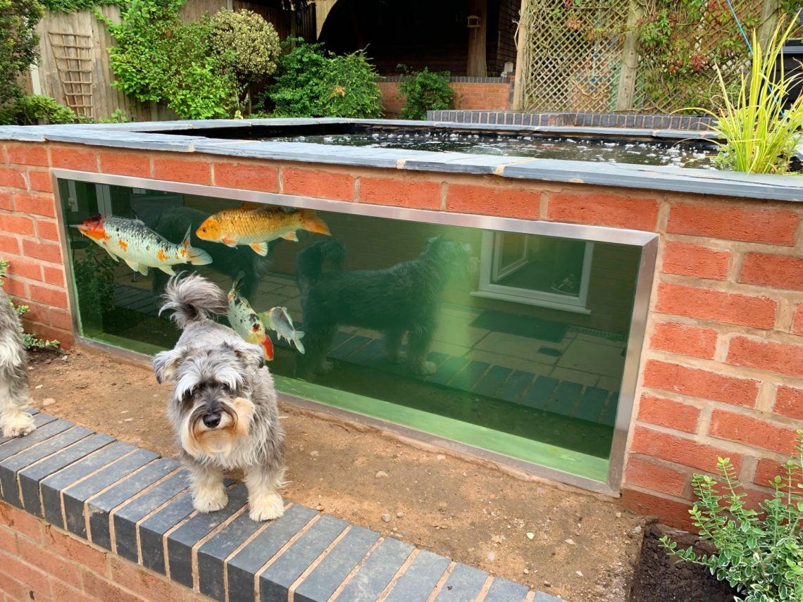 Koi Pond With Dog