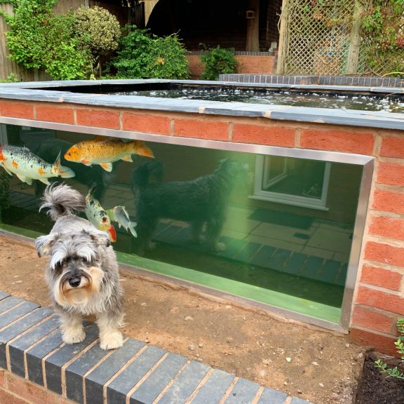 Koi Pond With Dog