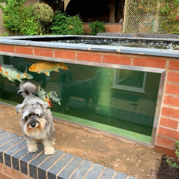 Koi Pond With Dog