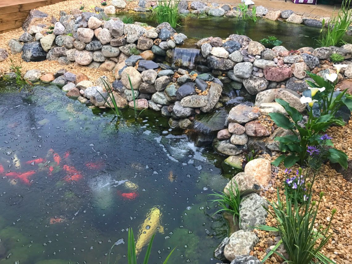 Koi Pond Wildlife