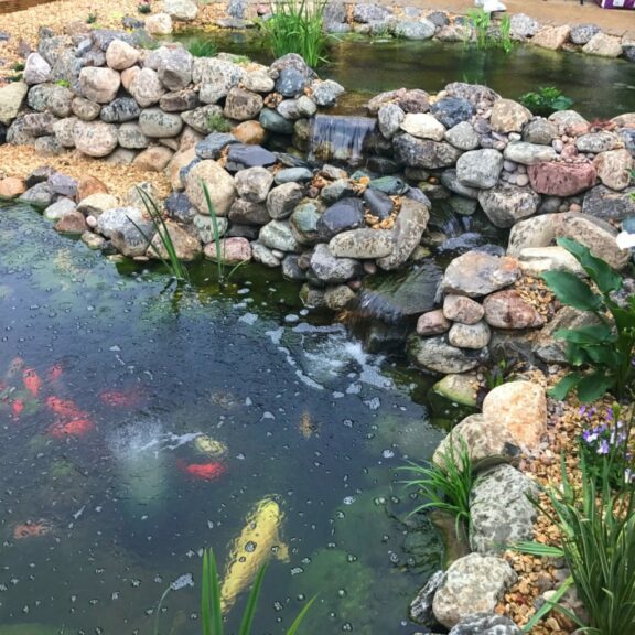 Koi Pond Wildlife