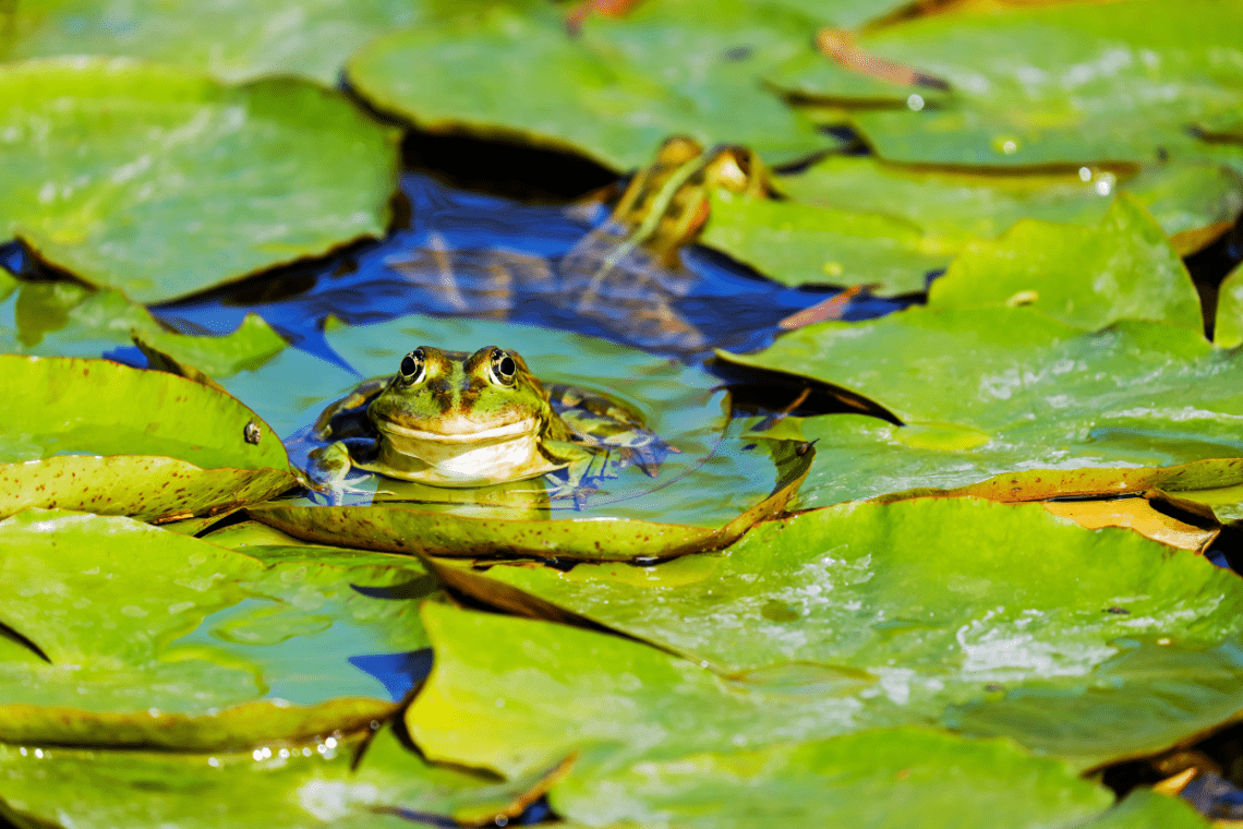 Frog In Wildlife Pond