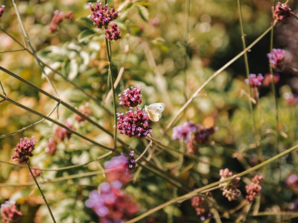 The Cotswolds Swimpond Project Complete3