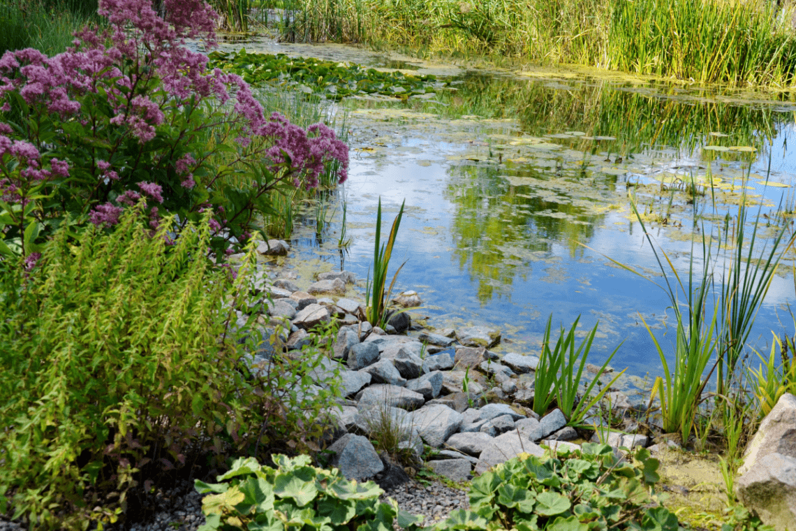 Traditional Pond Design