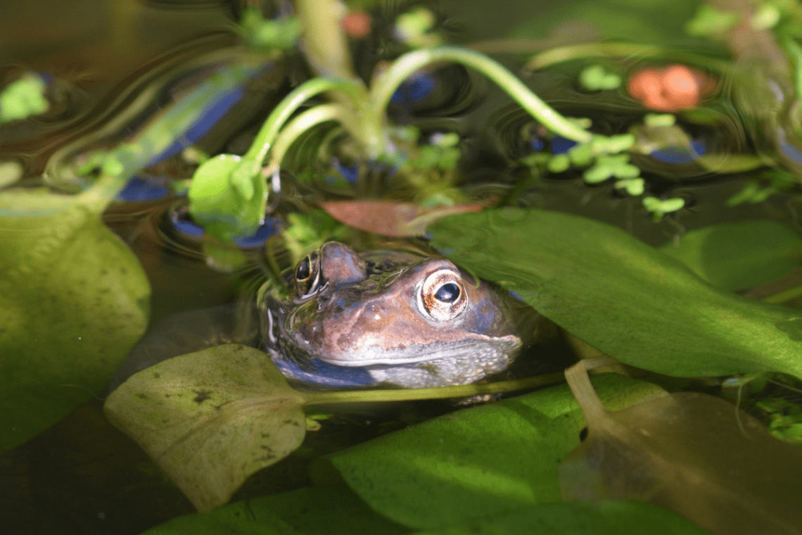 Unique Habitats Within Pond Ecosystems