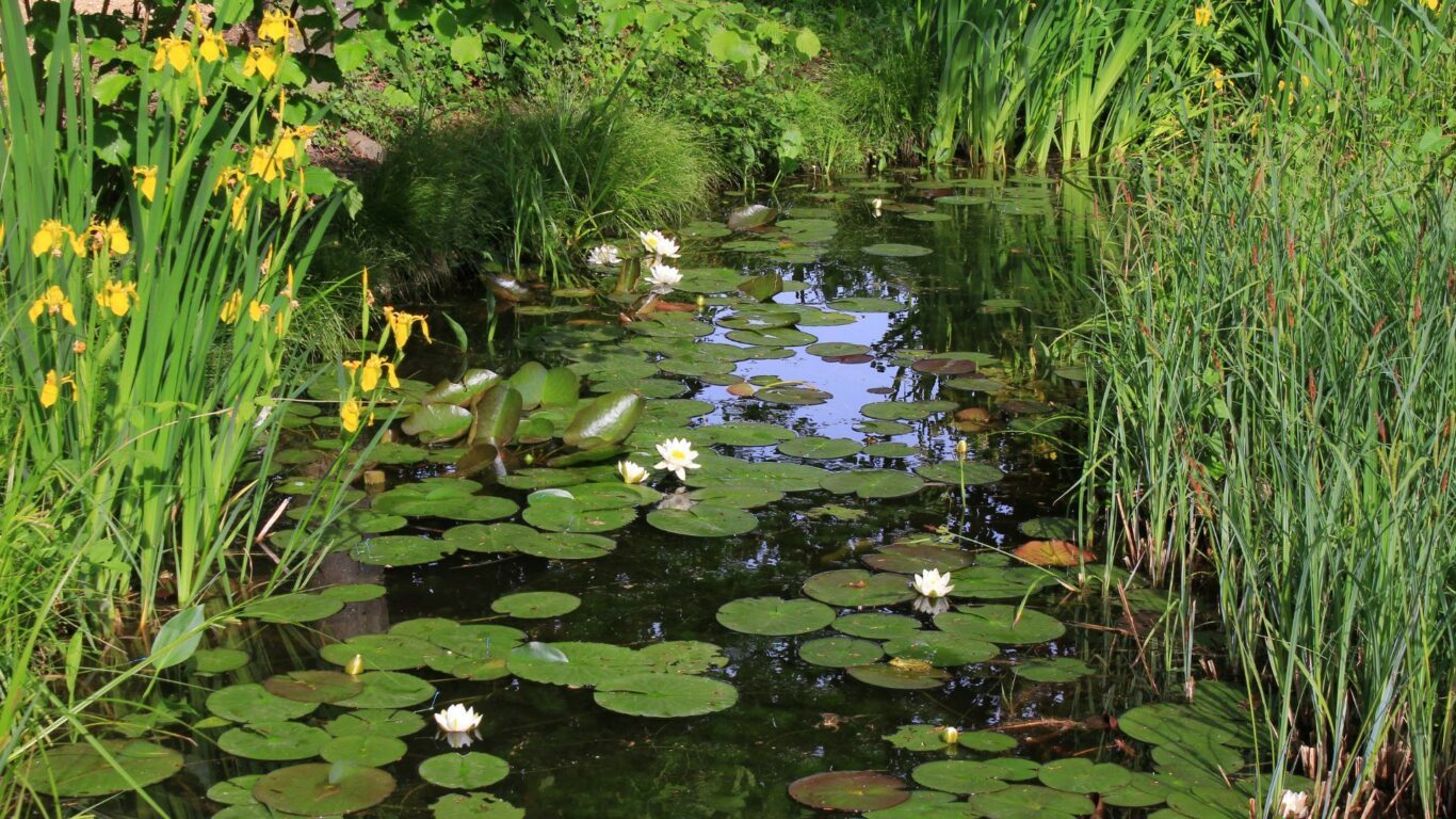 How To Solve Your Blanket Weed Problem