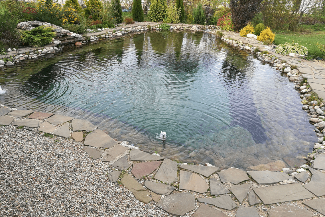 How to Oxygenate a Pond Without a Pump: Can It Really Be Done? 6 Untitled design 14
