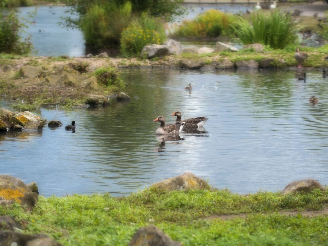Lakes 3 Wildlife in Lake