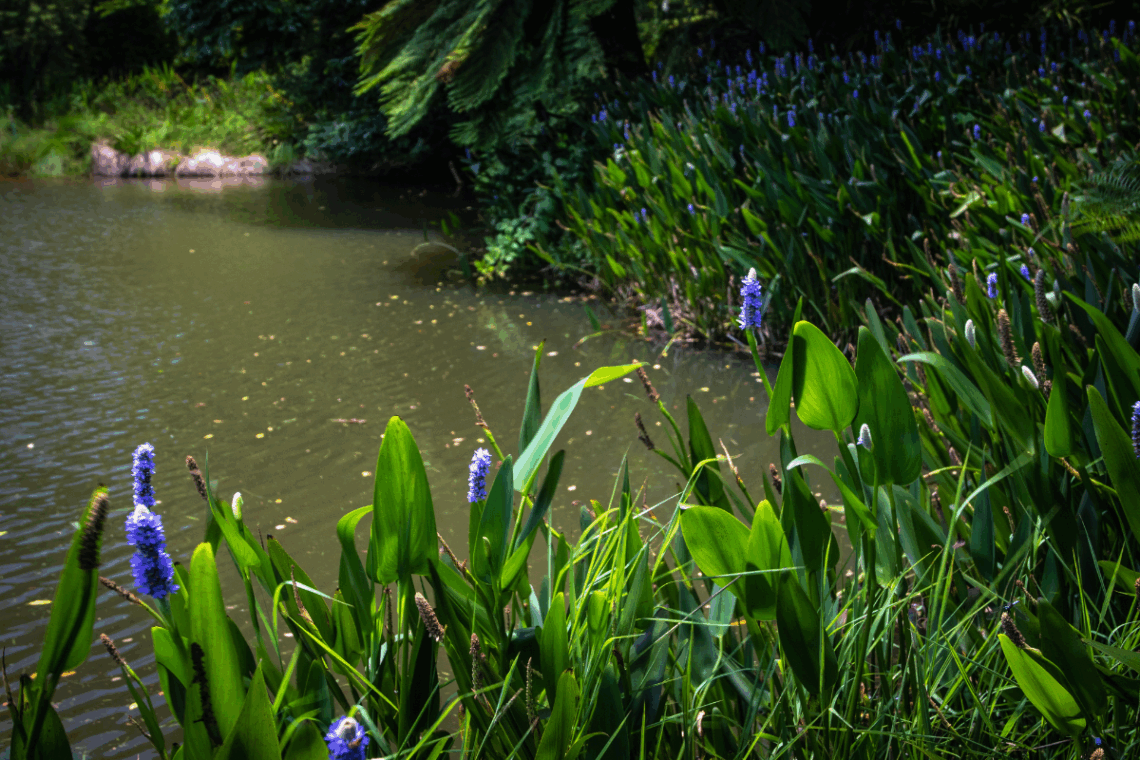 How to Test Pond Water in 4 Easy Steps 7 healthy pond