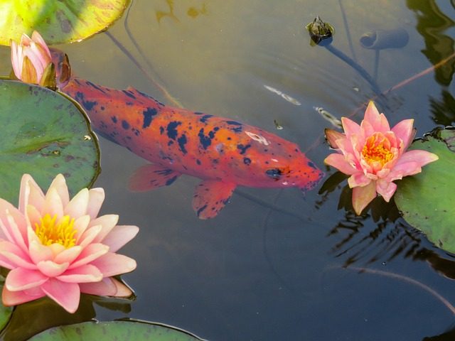 Koi Pond