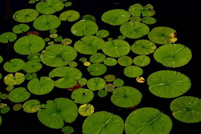 garden pond with lily pads