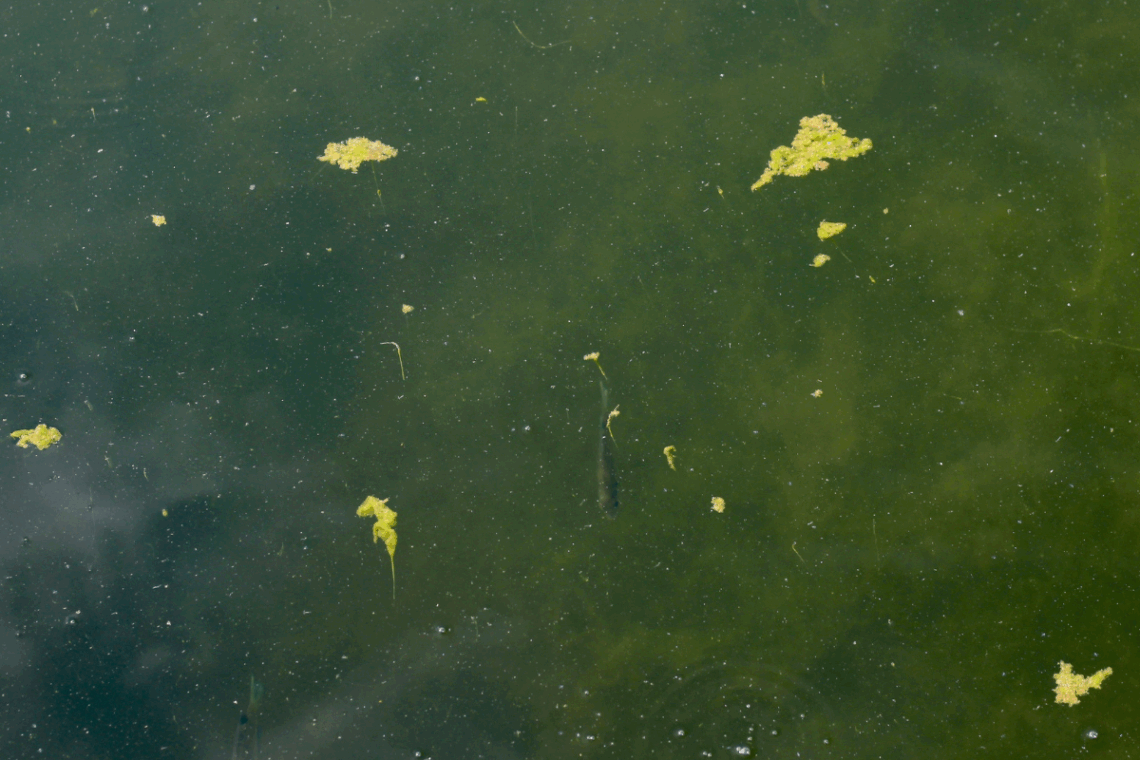 swim pond problems