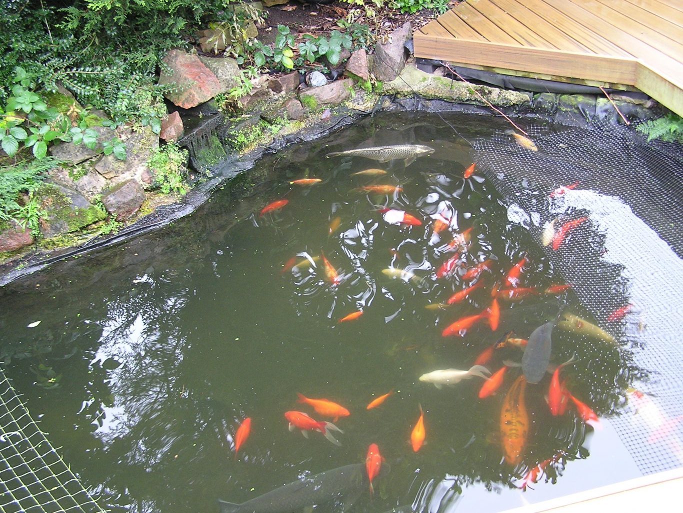 What NOT To Put In Your Fishpond Ponds by Michael Wheat