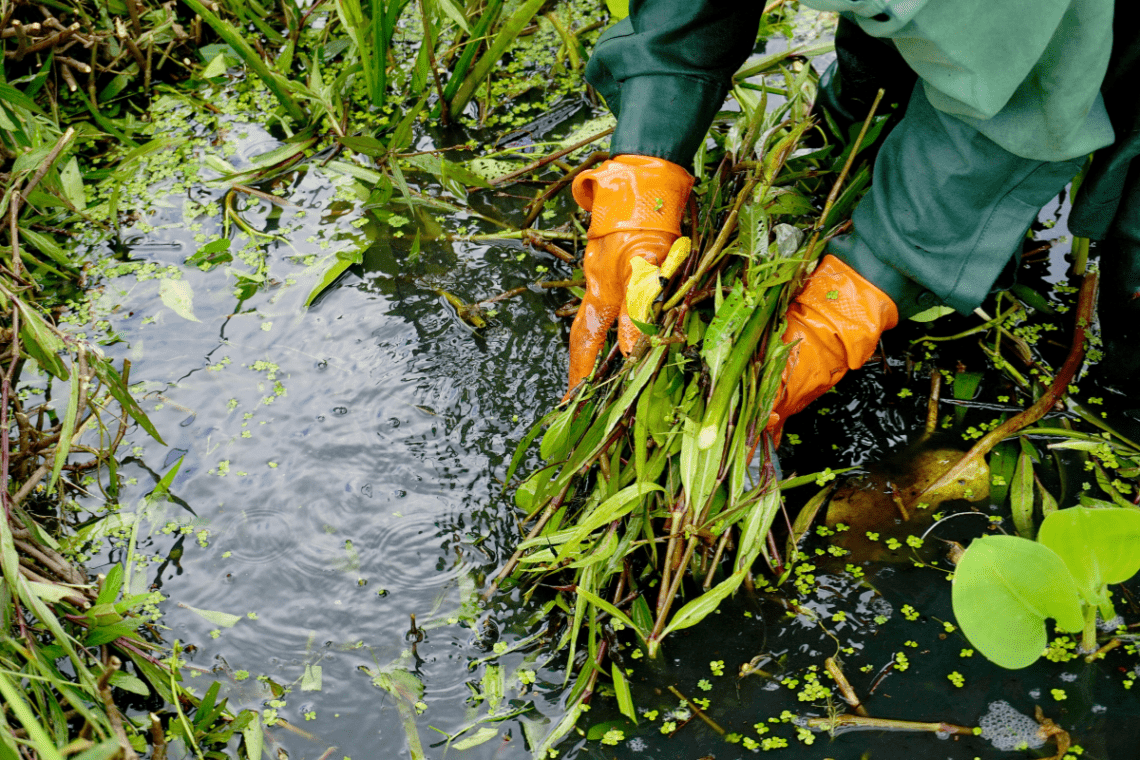 Planning Wildlife Pond Clean