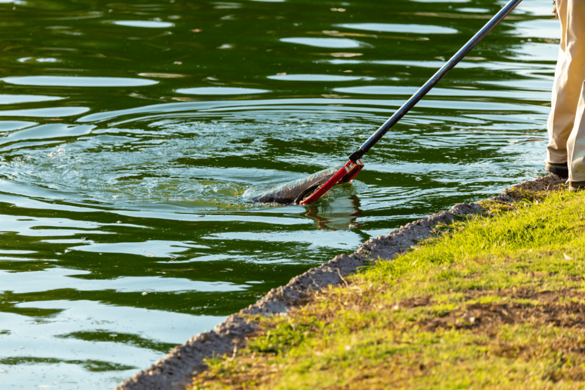 pond cleaning process