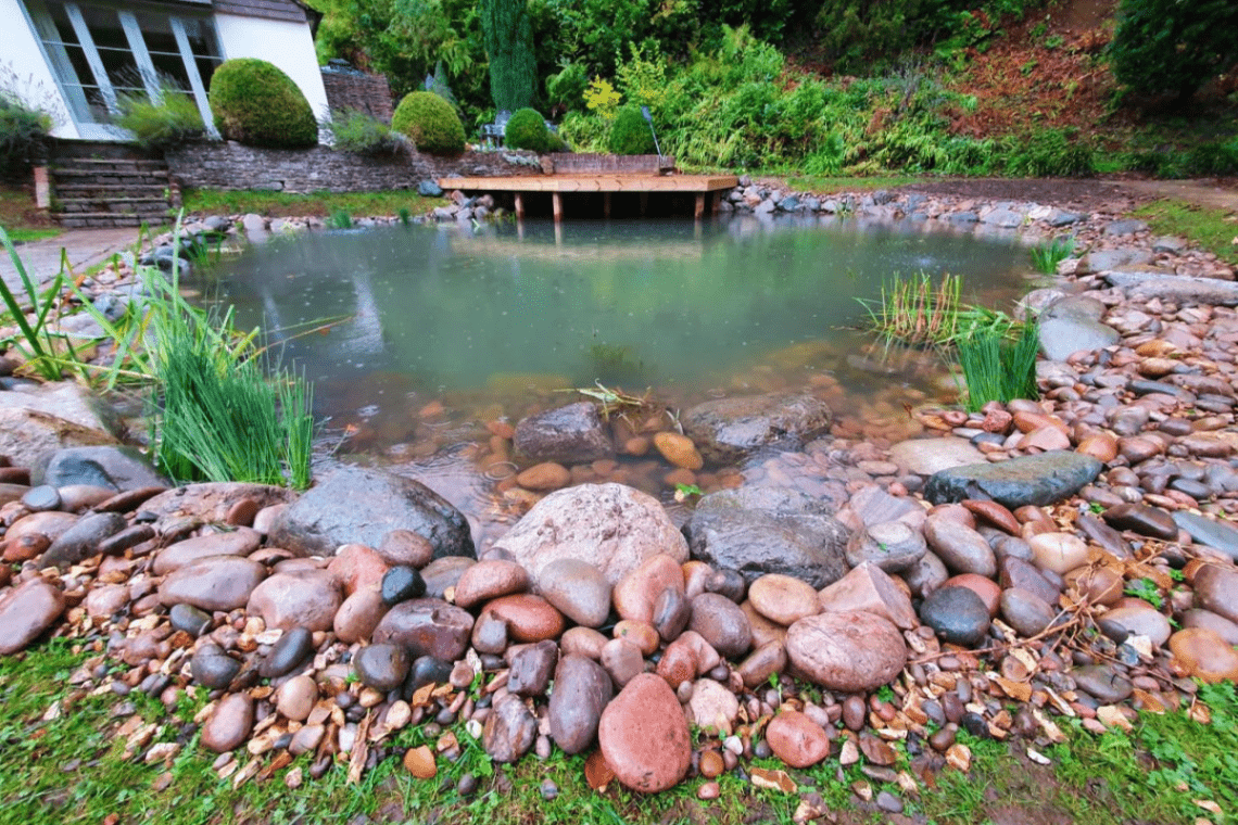 Pond Ecosystem