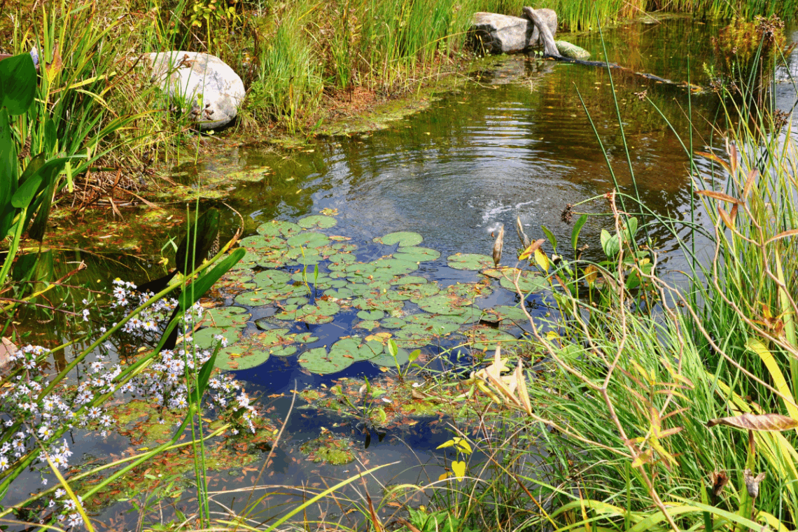 How to Test Pond Water in 4 Easy Steps 6 pond ecosystem