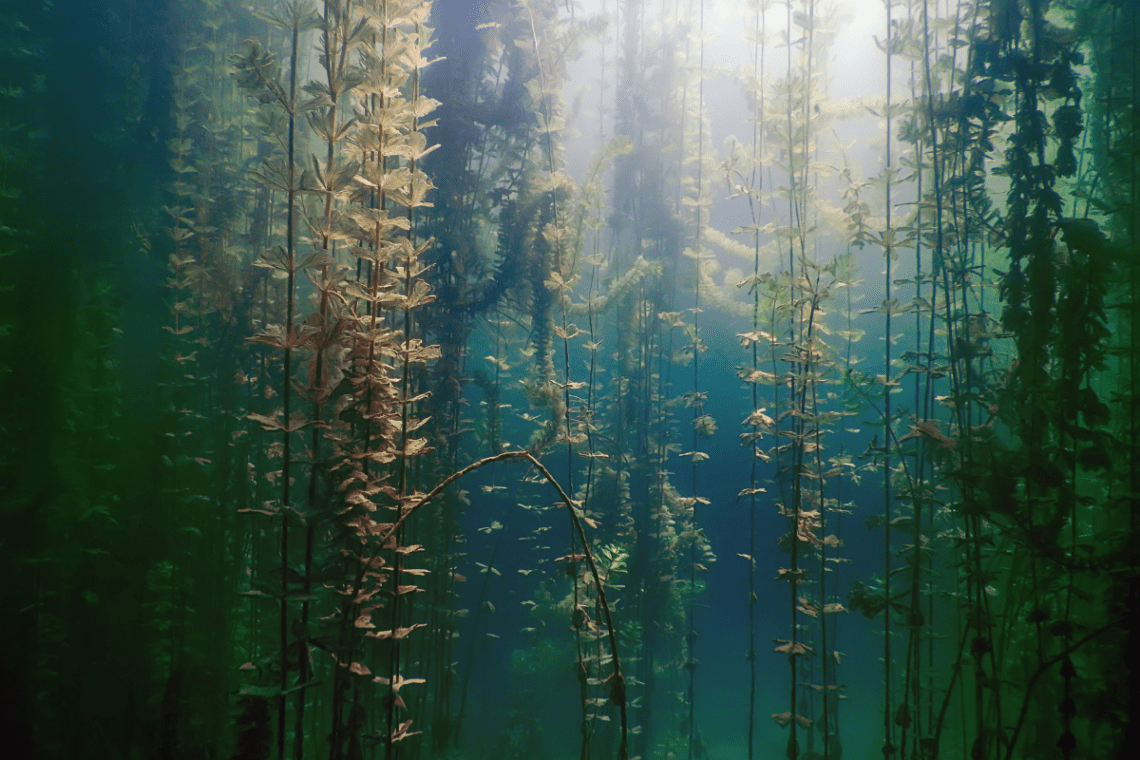 Pond Ecosystem Health