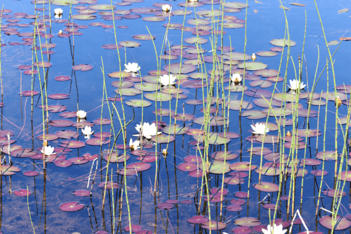 pond vegetation