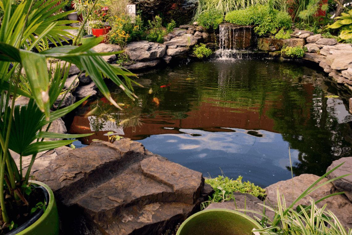 How to Test Pond Water in 4 Easy Steps 5 pond water quality