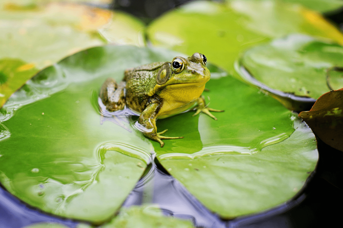 Pond Wildlife Care