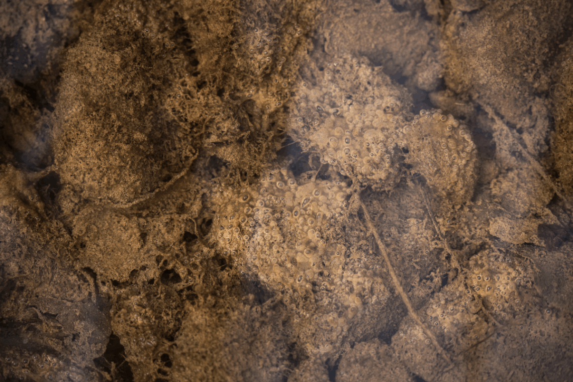 sludge on pond floor