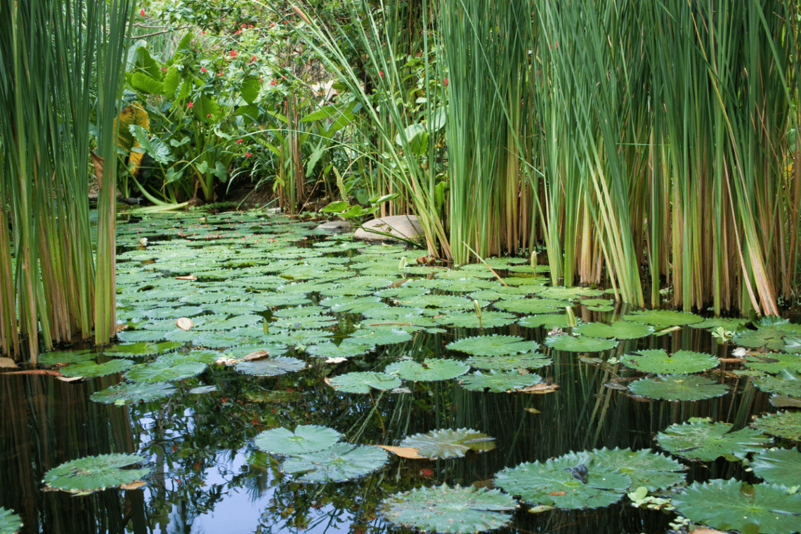 Wildlife Pond