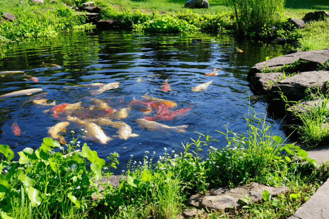 Wildlife Pond Cleaning